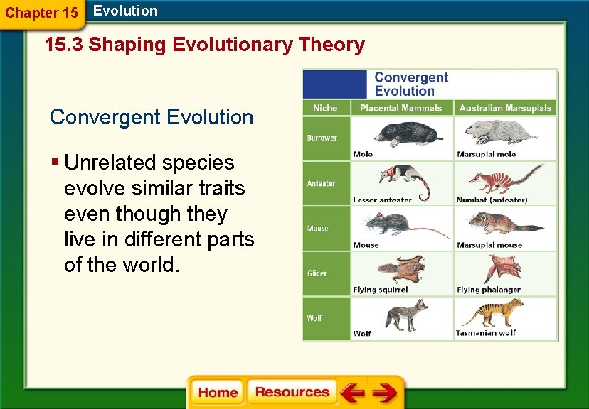 Chapter 15 Evolution 15. 3 Shaping Evolutionary Theory Convergent Evolution § Unrelated species evolve