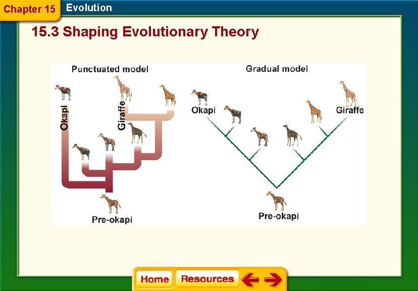 Chapter 15 Evolution 15. 3 Shaping Evolutionary Theory 