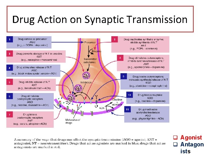 Drug Action on Synaptic Transmission q Agonist q Antagon ists 
