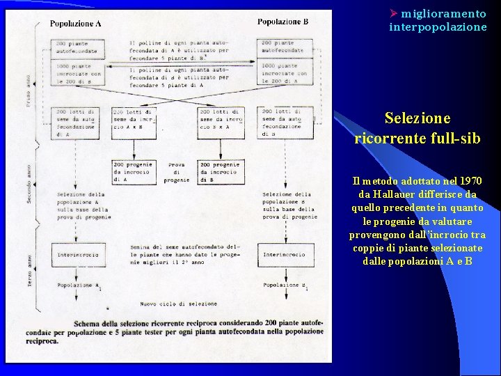 Ø miglioramento interpopolazione Selezione ricorrente full-sib Il metodo adottato nel 1970 da Hallauer differisce