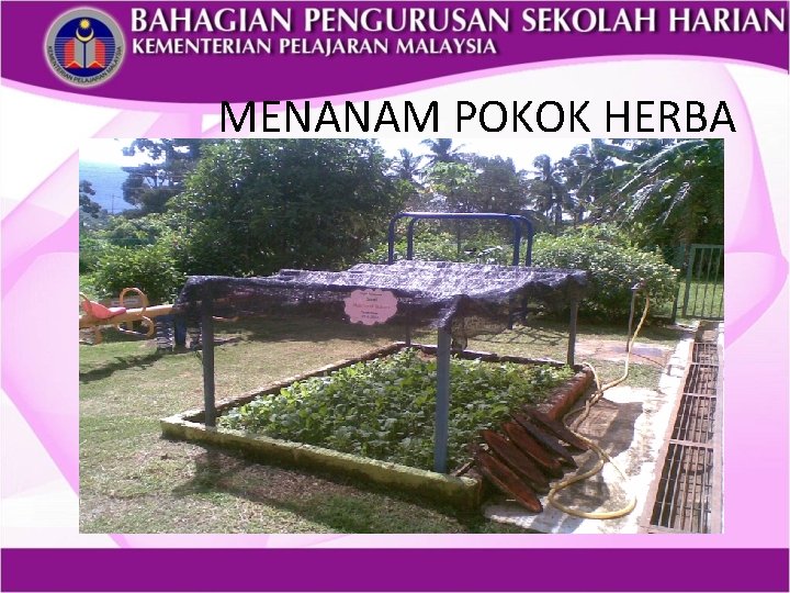 MENANAM POKOK HERBA 