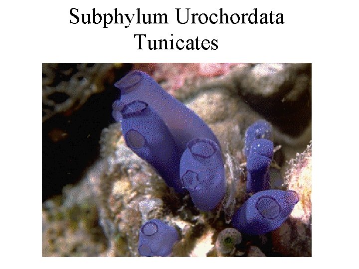 Subphylum Urochordata Tunicates 