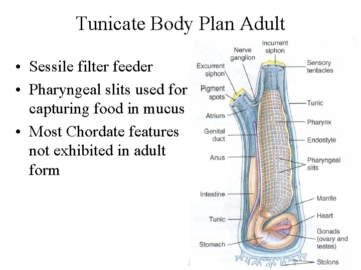 Tunicate Body Plan Adult • Sessile filter feeder • Pharyngeal slits used for capturing