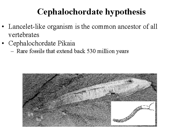 Cephalochordate hypothesis • Lancelet-like organism is the common ancestor of all vertebrates • Cephalochordate