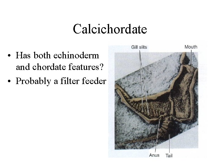 Calcichordate • Has both echinoderm and chordate features? • Probably a filter feeder 