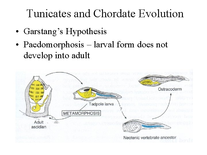 Tunicates and Chordate Evolution • Garstang’s Hypothesis • Paedomorphosis – larval form does not