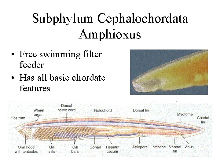 Subphylum Cephalochordata Amphioxus • Free swimming filter feeder • Has all basic chordate features