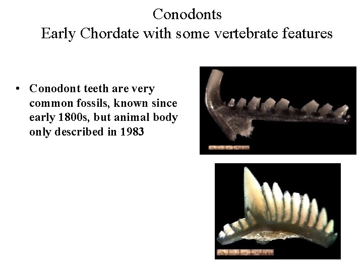 Conodonts Early Chordate with some vertebrate features • Conodont teeth are very common fossils,
