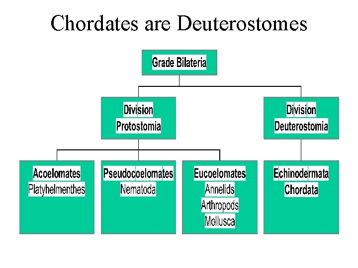 Chordates are Deuterostomes 
