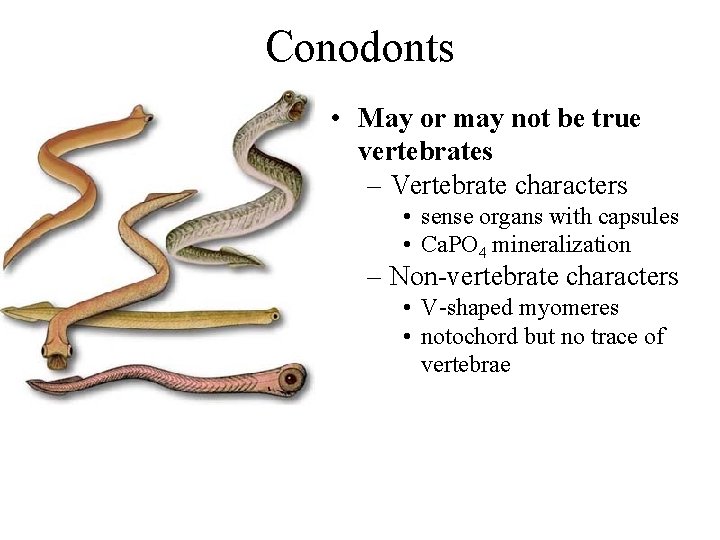 Conodonts • May or may not be true vertebrates – Vertebrate characters • sense
