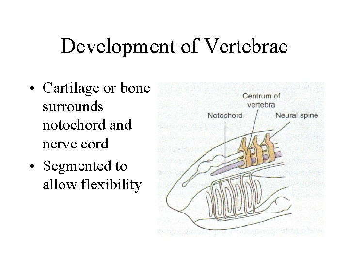 Development of Vertebrae • Cartilage or bone surrounds notochord and nerve cord • Segmented