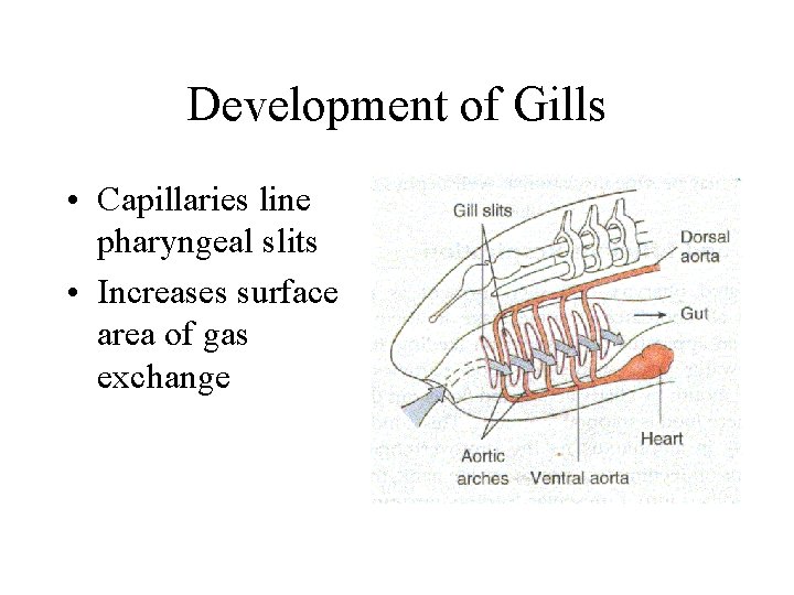 Development of Gills • Capillaries line pharyngeal slits • Increases surface area of gas