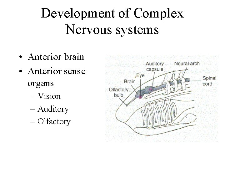 Development of Complex Nervous systems • Anterior brain • Anterior sense organs – Vision