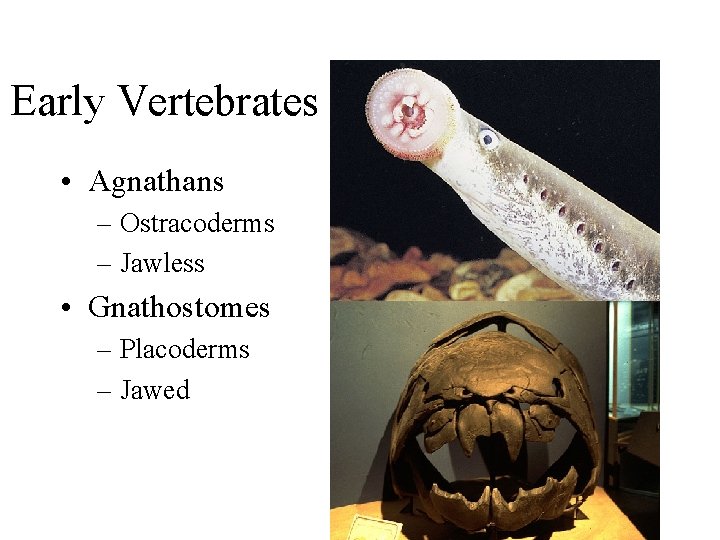 Early Vertebrates • Agnathans – Ostracoderms – Jawless • Gnathostomes – Placoderms – Jawed