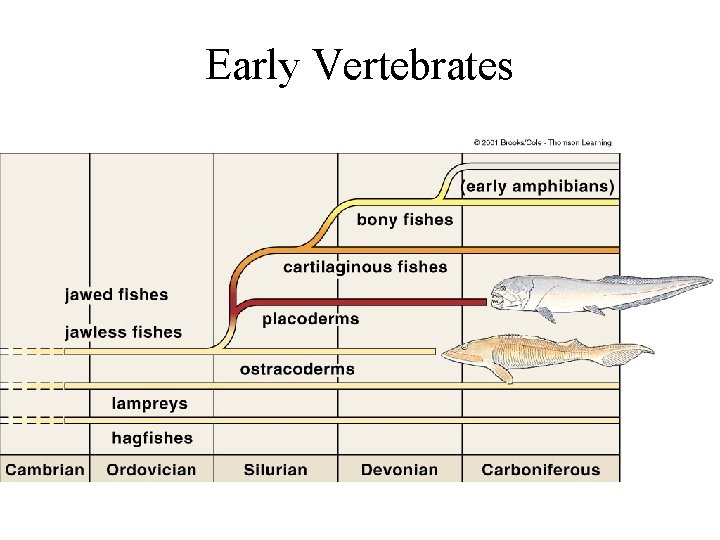 Early Vertebrates 