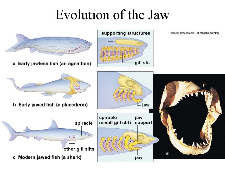 Evolution of the Jaw 