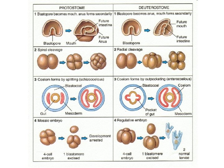 Protostome vs. Deuterostome 