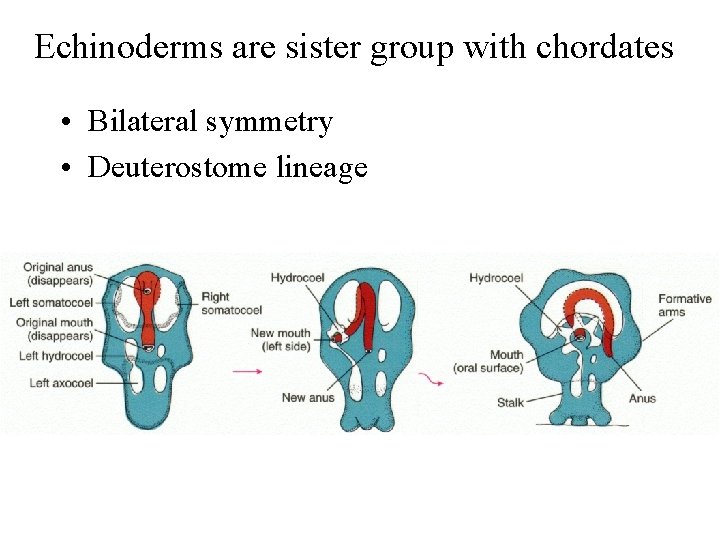 Echinoderms are sister group with chordates • Bilateral symmetry • Deuterostome lineage 
