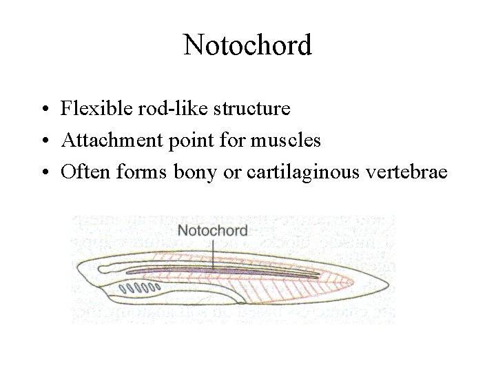 Notochord • Flexible rod-like structure • Attachment point for muscles • Often forms bony