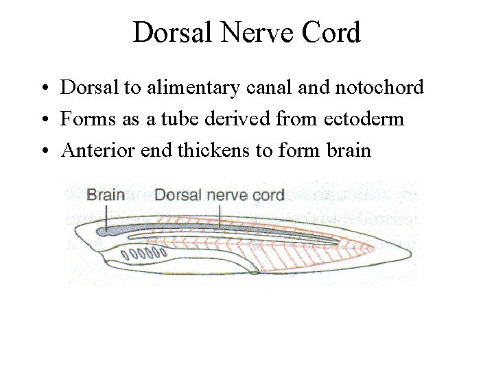 Dorsal Nerve Cord • Dorsal to alimentary canal and notochord • Forms as a