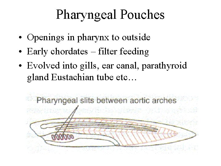 Pharyngeal Pouches • Openings in pharynx to outside • Early chordates – filter feeding