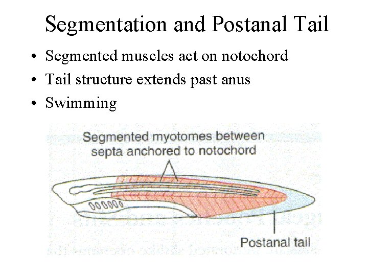 Segmentation and Postanal Tail • Segmented muscles act on notochord • Tail structure extends