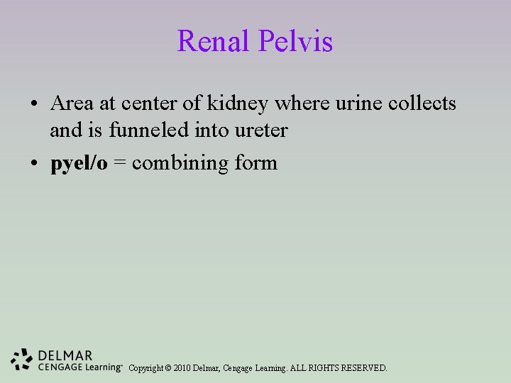 Renal Pelvis • Area at center of kidney where urine collects and is funneled
