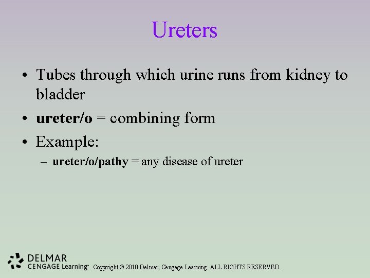 Ureters • Tubes through which urine runs from kidney to bladder • ureter/o =