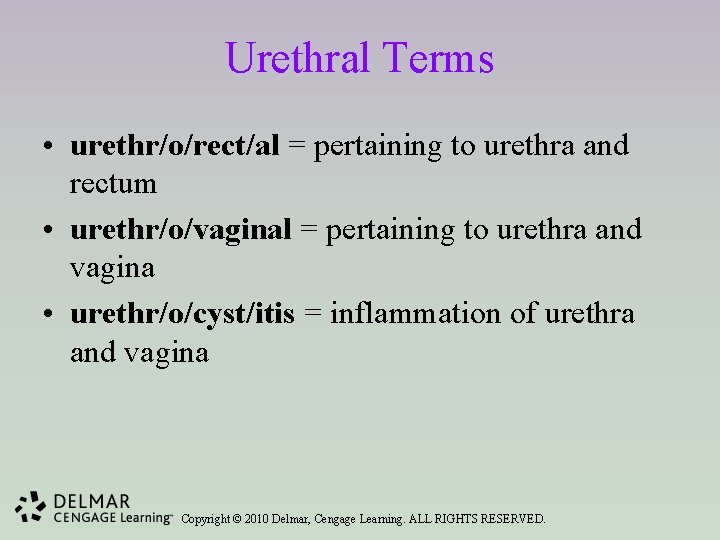 Urethral Terms • urethr/o/rect/al = pertaining to urethra and rectum • urethr/o/vaginal = pertaining