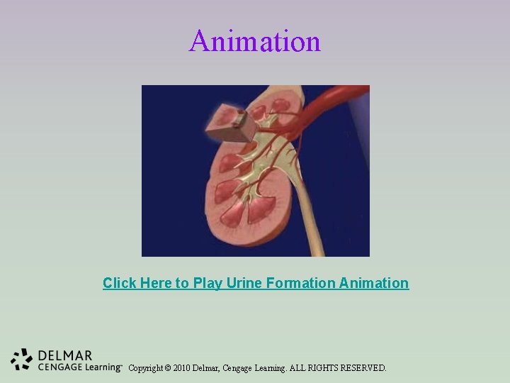 Animation Click Here to Play Urine Formation Animation Copyright © 2010 Delmar, Cengage Learning.