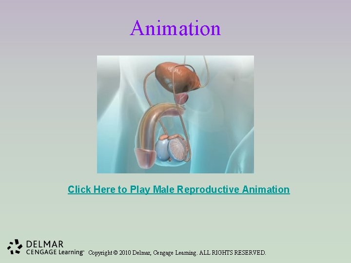 Animation Click Here to Play Male Reproductive Animation Copyright © 2010 Delmar, Cengage Learning.