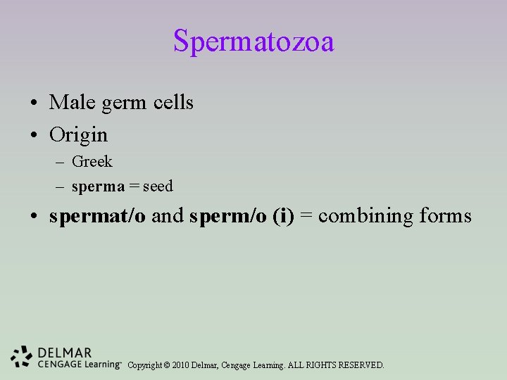 Spermatozoa • Male germ cells • Origin – Greek – sperma = seed •