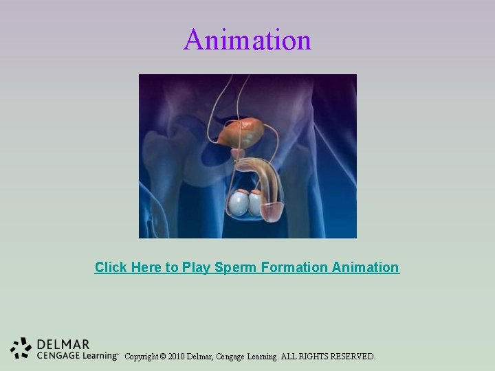 Animation Click Here to Play Sperm Formation Animation Copyright © 2010 Delmar, Cengage Learning.