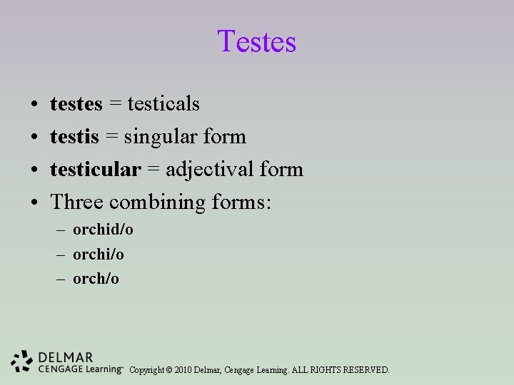 Testes • • testes = testicals testis = singular form testicular = adjectival form