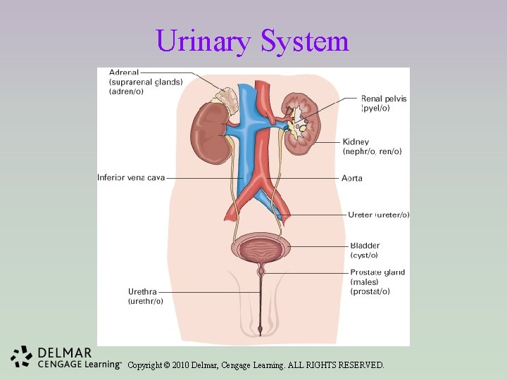 Urinary System Copyright © 2010 Delmar, Cengage Learning. ALL RIGHTS RESERVED. 