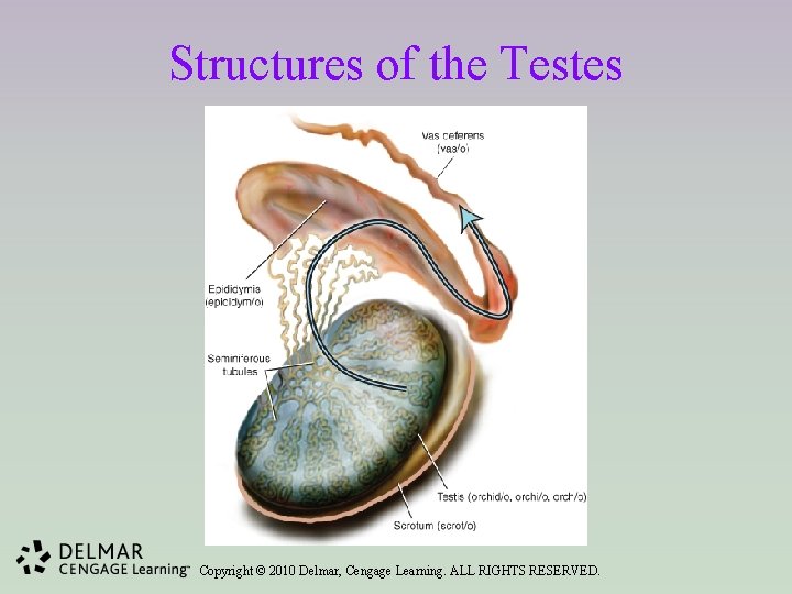 Structures of the Testes Copyright © 2010 Delmar, Cengage Learning. ALL RIGHTS RESERVED. 