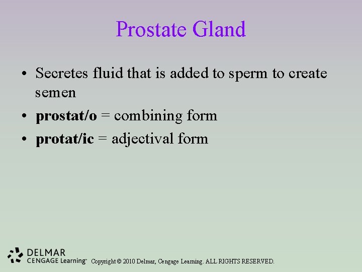 Prostate Gland • Secretes fluid that is added to sperm to create semen •