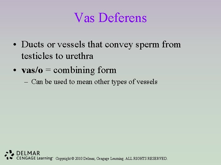Vas Deferens • Ducts or vessels that convey sperm from testicles to urethra •