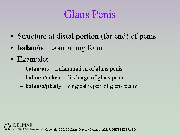 Glans Penis • Structure at distal portion (far end) of penis • balan/o =