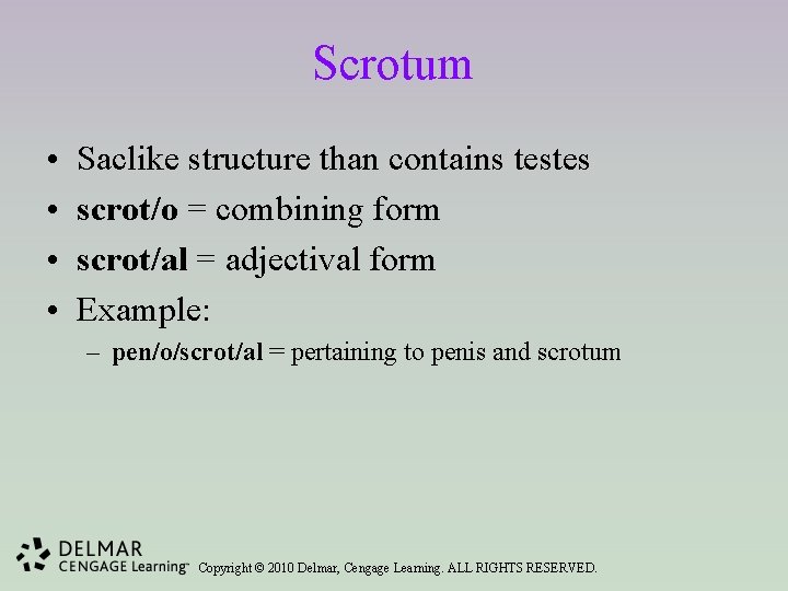 Scrotum • • Saclike structure than contains testes scrot/o = combining form scrot/al =
