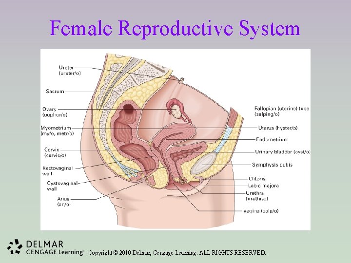 Female Reproductive System Copyright © 2010 Delmar, Cengage Learning. ALL RIGHTS RESERVED. 