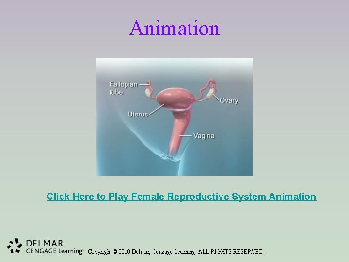 Animation Click Here to Play Female Reproductive System Animation Copyright © 2010 Delmar, Cengage