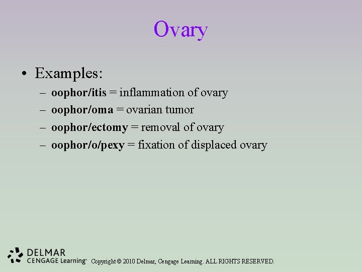 Ovary • Examples: – – oophor/itis = inflammation of ovary oophor/oma = ovarian tumor