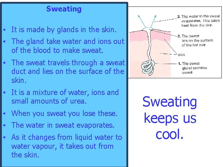 Sweating • It is made by glands in the skin. • The gland take Sweating • It is made by glands in the skin. • The gland take
