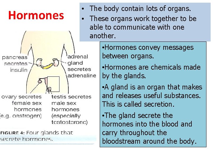 Hormones • The body contain lots of organs. • These organs work together to Hormones • The body contain lots of organs. • These organs work together to
