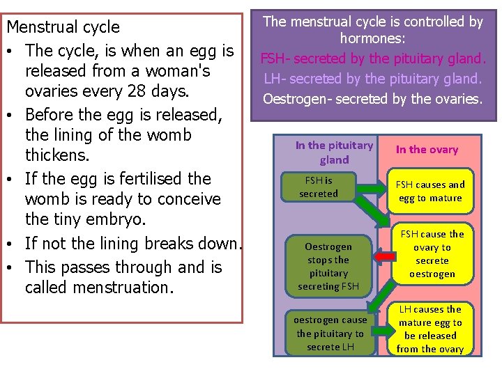 Menstrual cycle • The cycle, is when an egg is released from a woman's Menstrual cycle • The cycle, is when an egg is released from a woman's