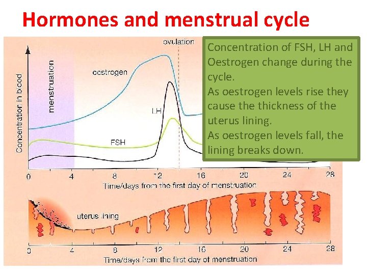 Hormones and menstrual cycle Concentration of FSH, LH and Oestrogen change during the cycle. Hormones and menstrual cycle Concentration of FSH, LH and Oestrogen change during the cycle.