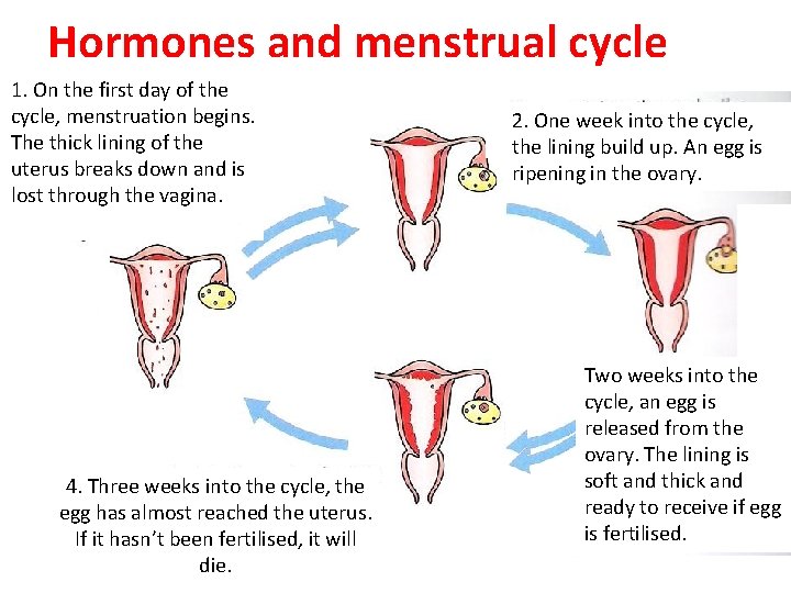 Hormones and menstrual cycle 1. On the first day of the cycle, menstruation begins. Hormones and menstrual cycle 1. On the first day of the cycle, menstruation begins.