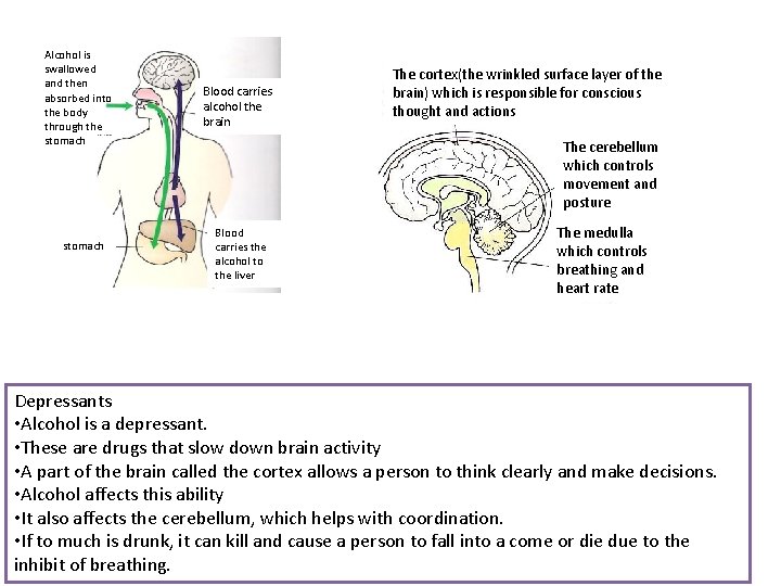 Alcohol is swallowed and then absorbed into the body through the stomach Blood carries Alcohol is swallowed and then absorbed into the body through the stomach Blood carries