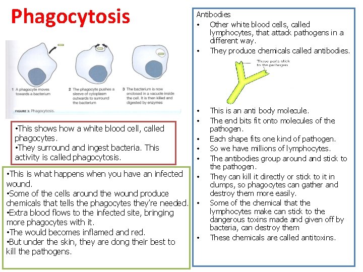 Phagocytosis • This shows how a white blood cell, called phagocytes. • They surround Phagocytosis • This shows how a white blood cell, called phagocytes. • They surround